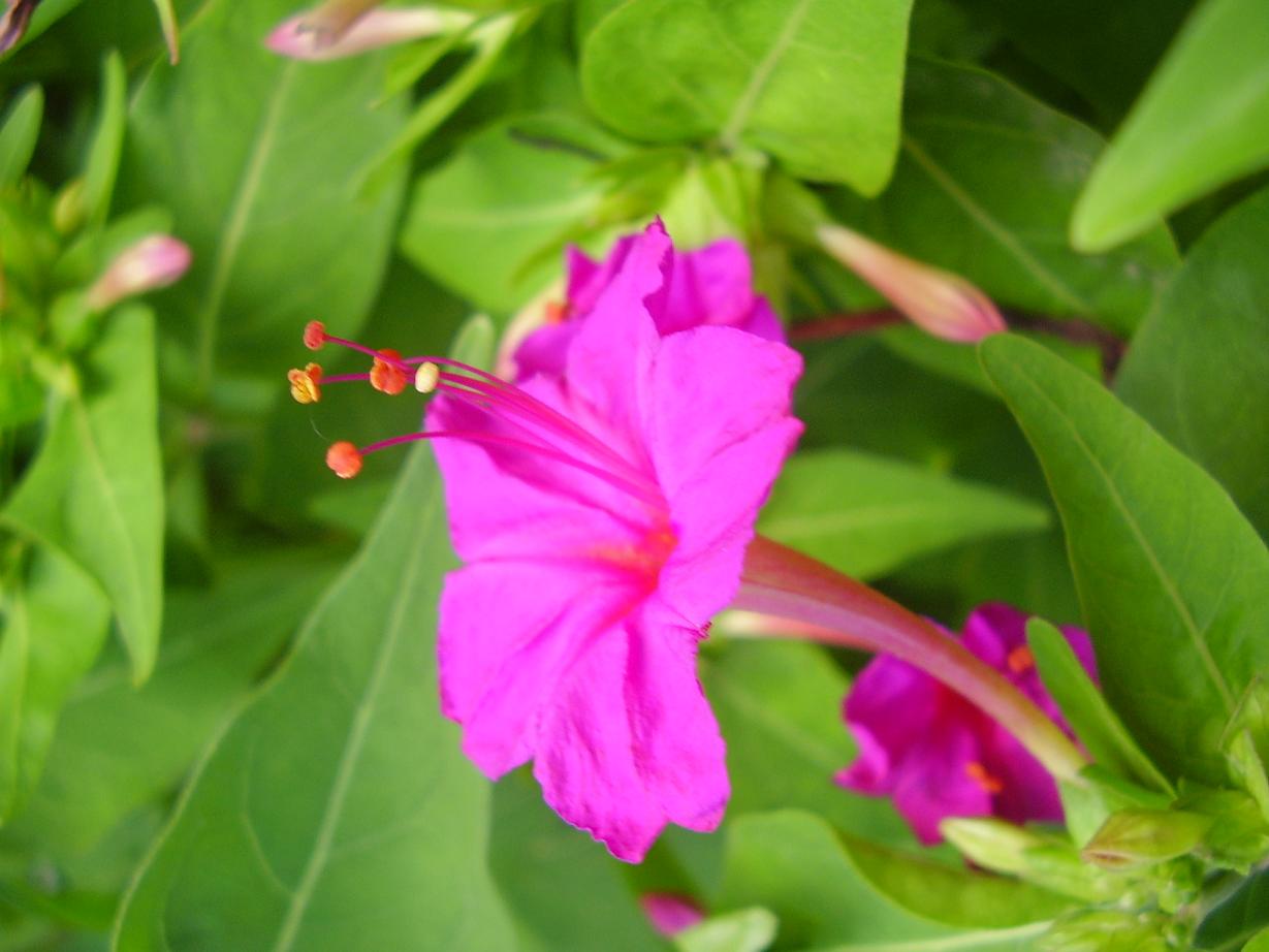 Se soigner avec la belle-de-nuit ou merveille du Pérou (Mirabilis jalapa) –  Renseigner-Point-Com 📚